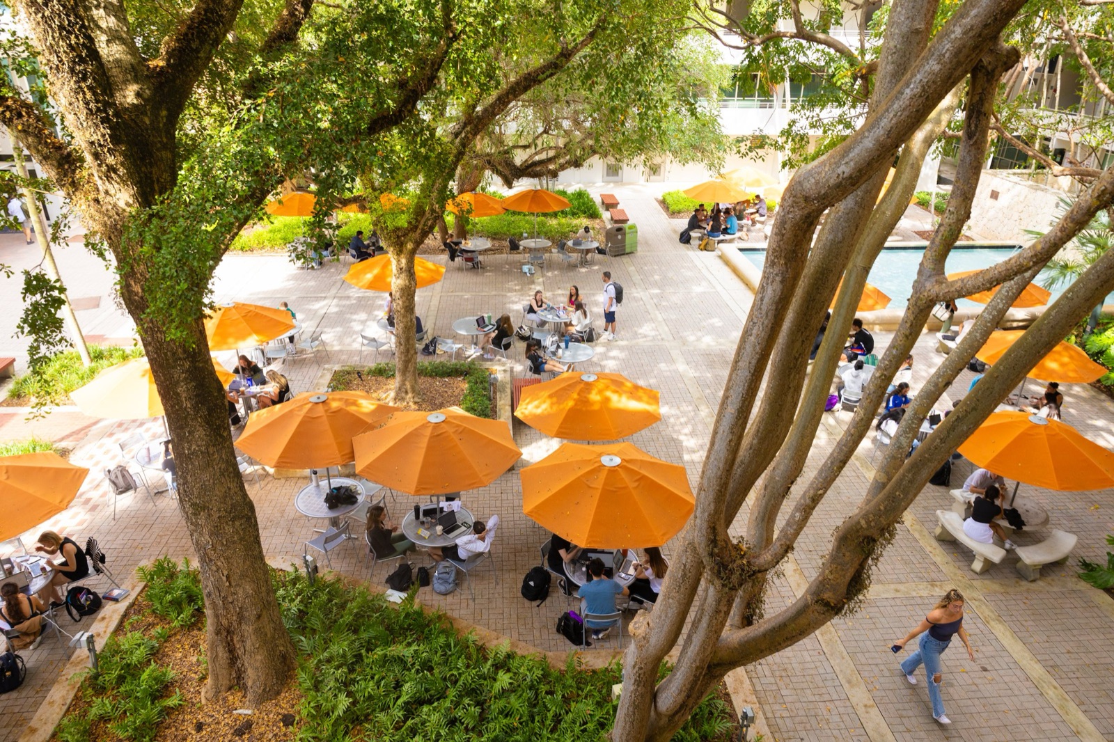 Students studying under orange umbrellas and shade trees in a courtyard on the University of Miami campus