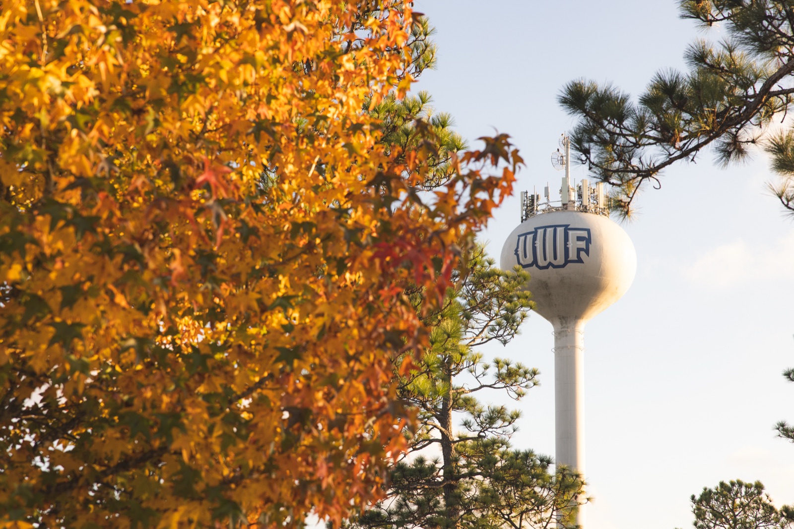 The UWF water tower seen through orange autumn leaves and pine trees on the Pensacola campus