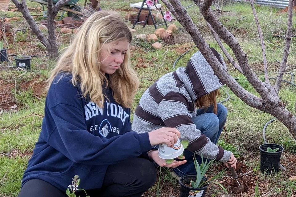 Dois alunos plantando mudas sob uma árvore frutífera na horta do campus